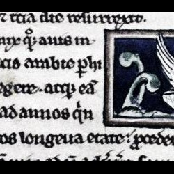 Феникс. Рукопись Бодлеянской библиотеки (MS. Bodley 533, fol.017r.)