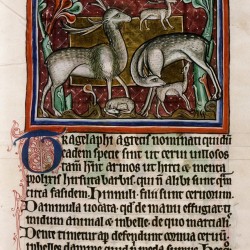 Трагелаф. (Рукопись Бодлеянской библиотеки. MS. Bodley 764, fol. 020r)