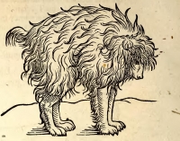 Мимик или гетулийский пёс. Гравюра, до 1553 года