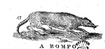 Ромпо. Гравюра из "Описания трёхсот животных" 1753 года