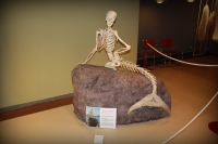 Скелет русалочки. Экспонат в Копенгагенском музее естествознания