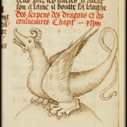 398px-Wyvern_bestiary.jpg