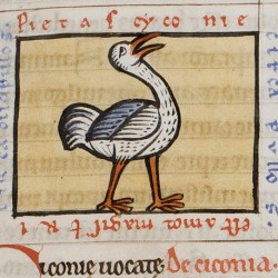 http://www.bestiary.us/files/imagecache/250x250/images/aist_Grootseminarie_Brugge_MS..jpg
