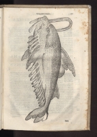 Сколопендра. Гравюра из книги Улисса Альдрованди "О рыбах", 1613 год