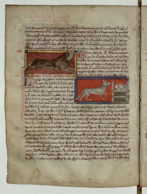 Эал. Волк и овцы. Рукопись Французской национальной библиотеки (Latin 3630, fol.80v.)