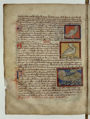 Лысуха. Алкион. Феникс. Рукопись Французской национальной библиотеки (Latin 3630, fol.87v.)