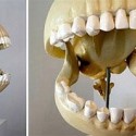 Череп колобка. Муляж