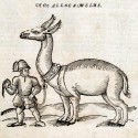 Аллокамелус из "Истории животных" Эдварда Топселла (1658)