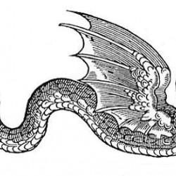 Amphiptere. Иллюстрация Эдварда Топселла