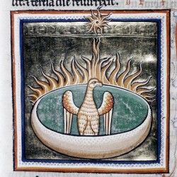 Феникс. Рукопись Бодлеянской библиотеки (MS Ashmole 1511, fol.068r.)