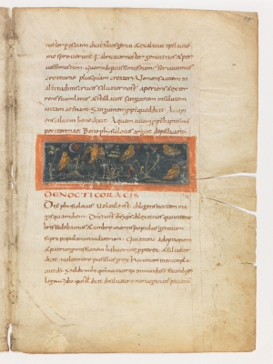Совы. Рукопись Городской библиотеки Берна (Cod. 318, fol.10r)