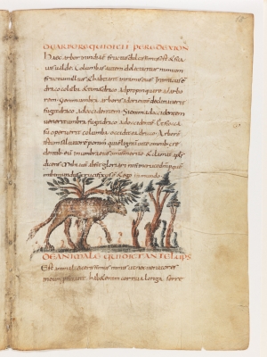 Анталоп. Рукопись Городской библиотеки Берна (Cod. 318, fol.18r)