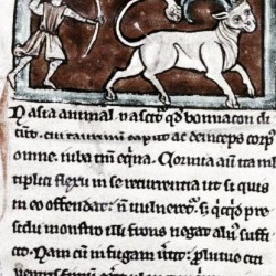 Охотник и бонакон. Рукопись Бодлеянской библиотеки (MS. Bodley 533, fol.005r)