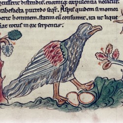 Страус (ассида). (Рукопись Бодлеянской библиотеки. MS. Bodley 602, fol. 025r)