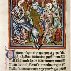 Охотники убивают единорога. (Рукопись Бодлеянской библиотеки. MS. Bodley 764, fol. 010v)