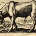 Катоблепас. Иллюстрация из книги Яна Йонстона (Ioannis Ionstoni) Theatrum universale omnium animalium quadrupedum