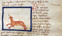 Единорог (monoceros). Рукопись Бодлеянской библиотеки (MS Douce 151, fol.017r.)