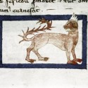 Мантикора. Рукопись Бодлеянской библиотеки (MS Douce 151, fol.018v.)
