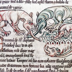 Слоны и дракон. Рукопись Бодлеянской библиотеки (MS. Douce 167, fol.010r.)