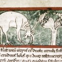 Ибекс. Рукопись Бодлеянской библиотеки (MS Douce 88, fol.009v.)