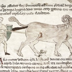 Бонакон. Рукопись Бодлеянской библиотеки (MS Douce 88, fol.092v.)