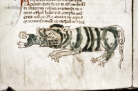 Крокодил пожирает человека. Рукопись Бодлеянской библиотеки (MS Douce 88, fol.138r.)