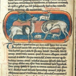 Трагелаф (Рукопись Британской библиотеки MS Harley 4751, fol. 13v)