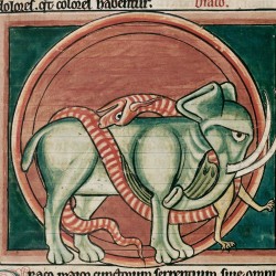 Битва дракона со слоном (Рукопись Британской библиотеки MS Harley 4751, fol. 58v)