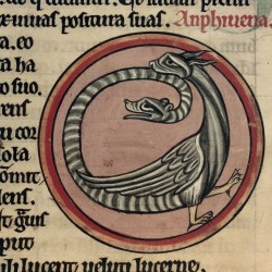 Амфисбена (Рукопись Британской библиотеки MS Harley 4751, fol. 62r)