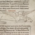 Саламандра. Рукопись Бодлеянской библиотеки (MS Laud. misc.247, fol.161r.)