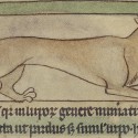 Рысь. Нортумберлендский бестиарий. Музей Гетти, Лос-Анджелес (MS. 100, fol.26r.)