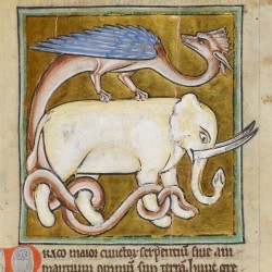 Дракон и слон. Рукопись Британской библиотеки (Royal 12 C XIX, fol. 62r.)