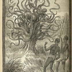 Дерево-каннибал Я-Те-Вео. Иллюстрация из книги "Море и суша" Уильяма Бьюэла
