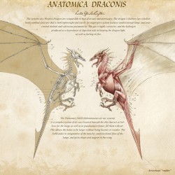 Анатомия дракона. Иллюстрация Кейт Пфейлшефтер