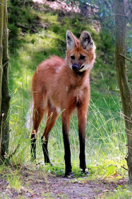 Гривистый волк или агуарачай (Chrysocyon brachyurus), единственный представитель рода Chrysocyon