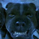 Пушок. Кадр из фильма "Гарри Поттер и философский камень" (2001)