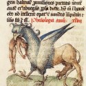 Грифон. Рукопись Национальный библиотеки Нидерландов (KB, 72 A 23, fol. 46r.)