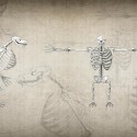 Скелет кинокефала или оборотня в частичной трансформации
