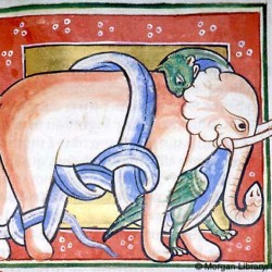 Схватка слона и дракона (Рукопись Моргановской библиотеки в Нью-Йорке Manuscript. M.81, fol. 78r.)