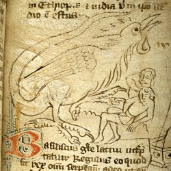 Василиск (Рукопись Моргановской библиотеки в Нью-Йорке Manuscript. M.890, fol. 16r.)