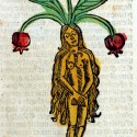 Мандрагора. Гравюра из Hortus Sanitalis (1491)