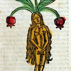 Мандрагора. Гравюра из Hortus Sanitalis (1491)