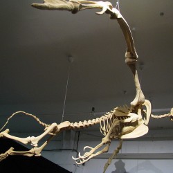 Муляж скелета грифона