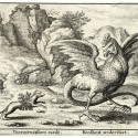 Поединок хорька с василиском. Гравюра Вацлава Холлара, XVII век