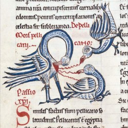 Пеликан, кормящий птенцов. Рукопись XII века