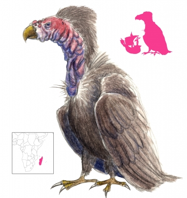 Рух. Иллюстрация с сайта "A Book of Creatures"