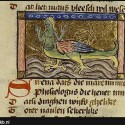 Сирена-русалка. Иллюстрация из бестиария Национальной Нидерландской библиотеки