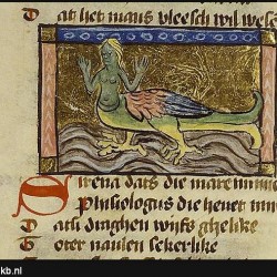 Сирена-русалка. Иллюстрация из бестиария Национальной Нидерландской библиотеки
