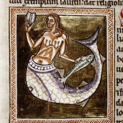 Сирена. Рукопись Бодлеянской библиотеки (MS Ashmole 1511, fol.065v.)