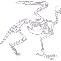 Скелет грифона (карандашный рисунок)